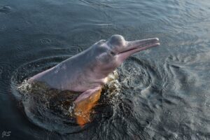 amazon river dolphin