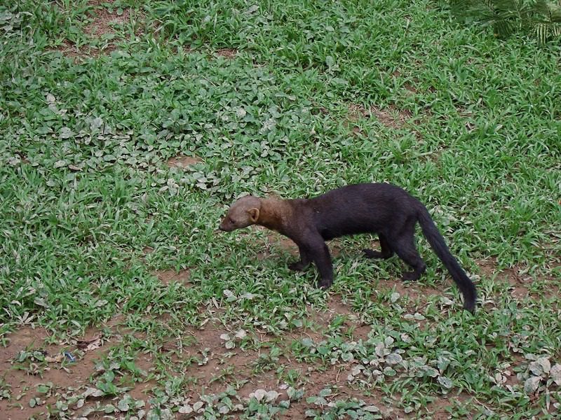Guía Definitiva sobre la Tayra (Eira barbara) 1 animal tayra