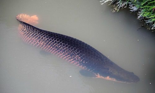 arapaima fish