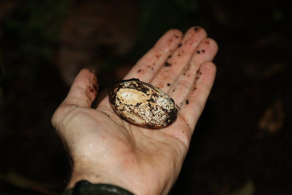 El Caimán Negro: Una Guía Completa del Depredador Máximo de América del Sur 2 el caimán negro más grande