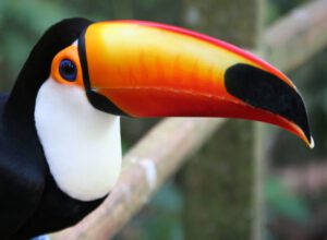 Everything You Need to Know About Toucans 2 bird toucan