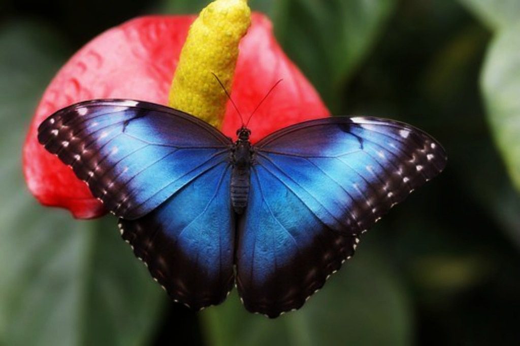 Mariposa Morfo Azul: La Joya Brillante de la Naturaleza 1 blue butterfly morpho