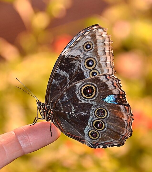 Mariposa Morfo Azul: La Joya Brillante de la Naturaleza 2 blue morpho butterflies