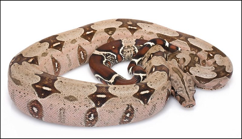 The Ultimate Guide to Boa Constrictors 2 boa constrictor snake
