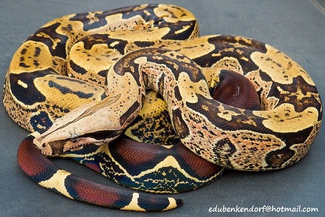 The Ultimate Guide to Boa Constrictors 3 boa snake