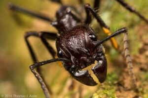 bullet ant Amazon Rainforest