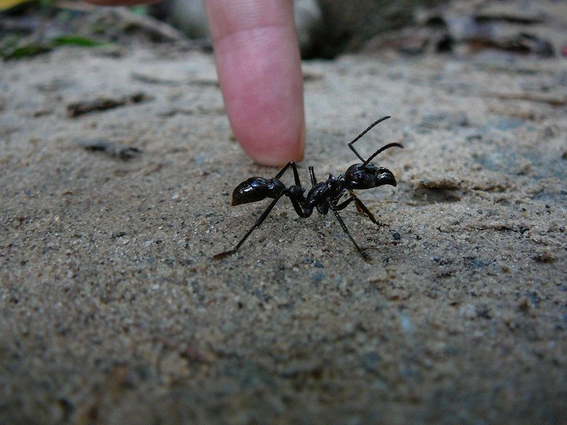 La Hormiga Bala: La Picadura Más Dolorosa de la Naturaleza y Su Fascinante Mundo 5 bullet ant bite in Amazon
