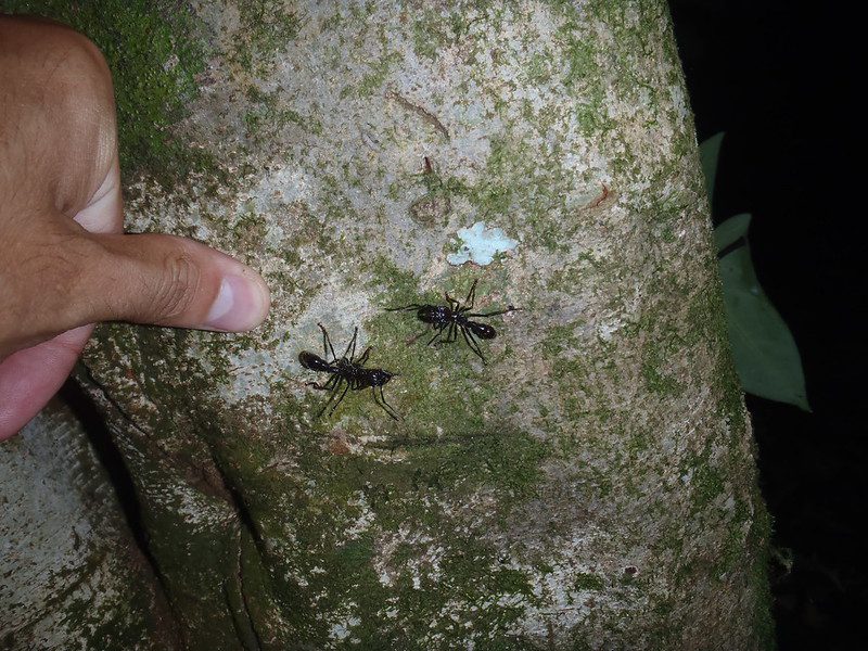 La Hormiga Bala: La Picadura Más Dolorosa de la Naturaleza y Su Fascinante Mundo 2 bullet ant bite