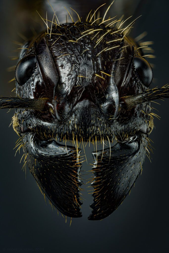 La Hormiga Bala: La Picadura Más Dolorosa de la Naturaleza y Su Fascinante Mundo 3 bullet ant head