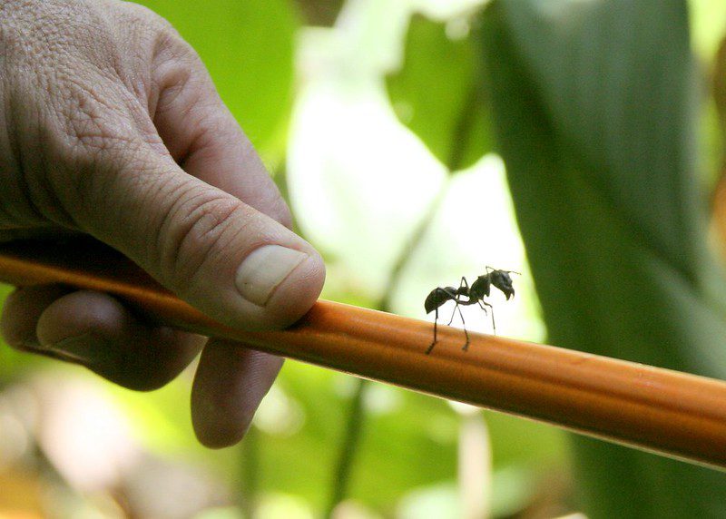 La Hormiga Bala: La Picadura Más Dolorosa de la Naturaleza y Su Fascinante Mundo 4 bullet ant insects