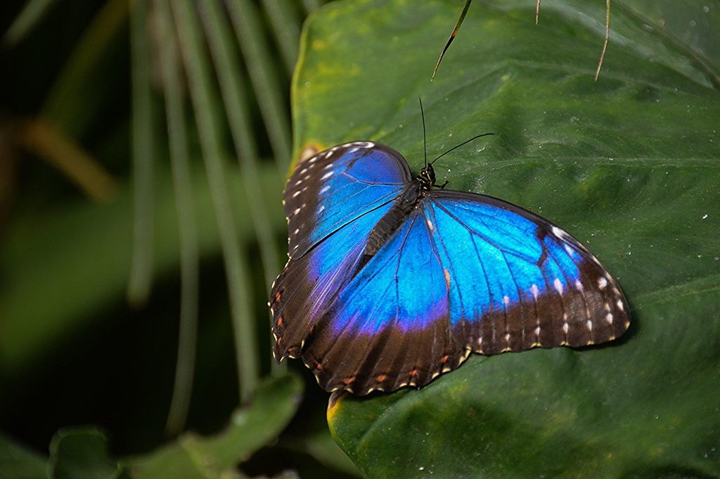 Mariposa Morfo Azul: La Joya Brillante de la Naturaleza 3 butterfly blue morpho