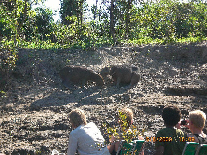 Capybara 2 capybara Amazon tour peru