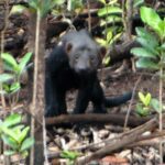 Animals 11 eira barbara