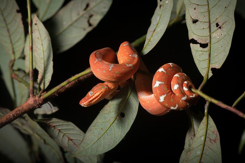 Emerald Tree Boa: A Mesmerizing Jewel of the Amazon Rainforest 3 emerald tree boa Juvenile