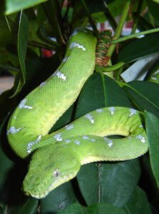 emerald tree boa snake