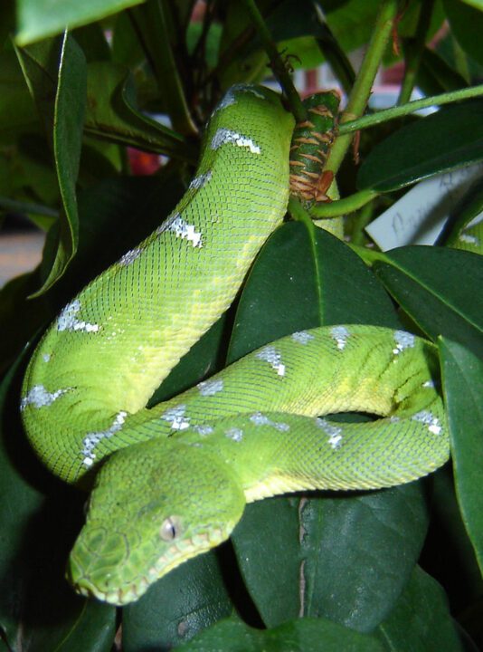 Emerald Tree Boa: A Mesmerizing Jewel of the Amazon Rainforest 1 emerald tree boa snake