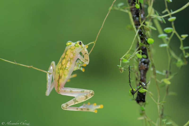 El fascinante mundo de la rana de vidrio 1 glass frog Amazon Rainforest