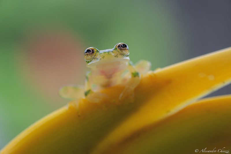 El fascinante mundo de la rana de vidrio 2 glass frog Peru Jungle