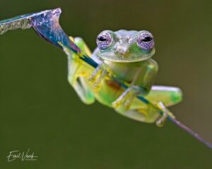 glass frog Puerto Maldonado