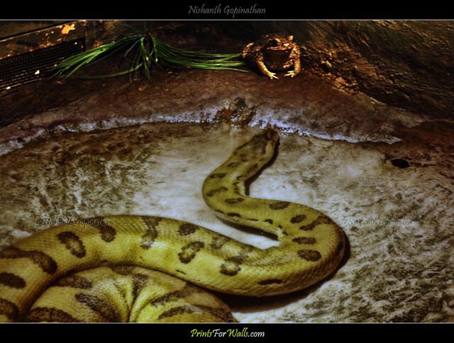 Anaconda Verde: El Titán del Amazonas 2 anaconda verde