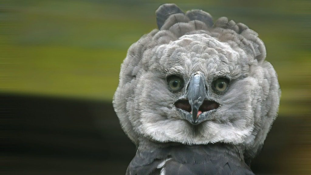 harpy eagle animal