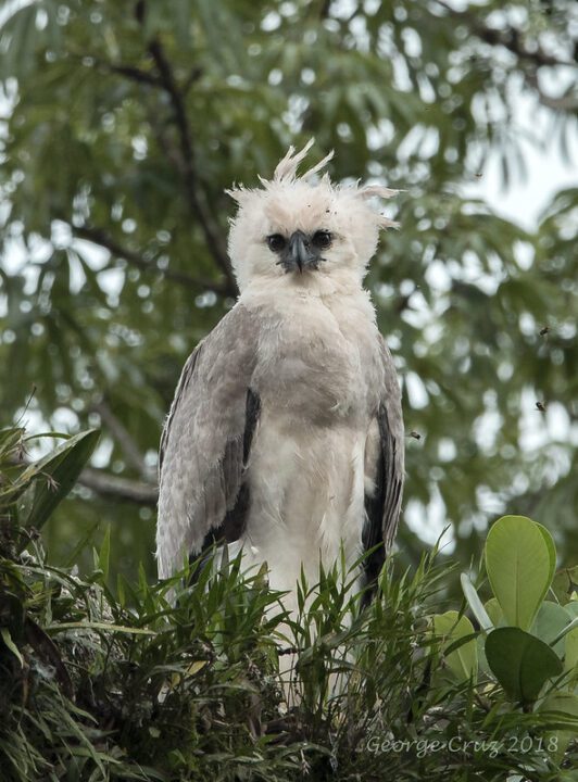 Águila Arpia: El Depredador Máximo de los Cielos de la Selva 1 harpy eagle large