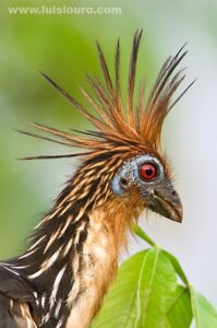 hoatzin