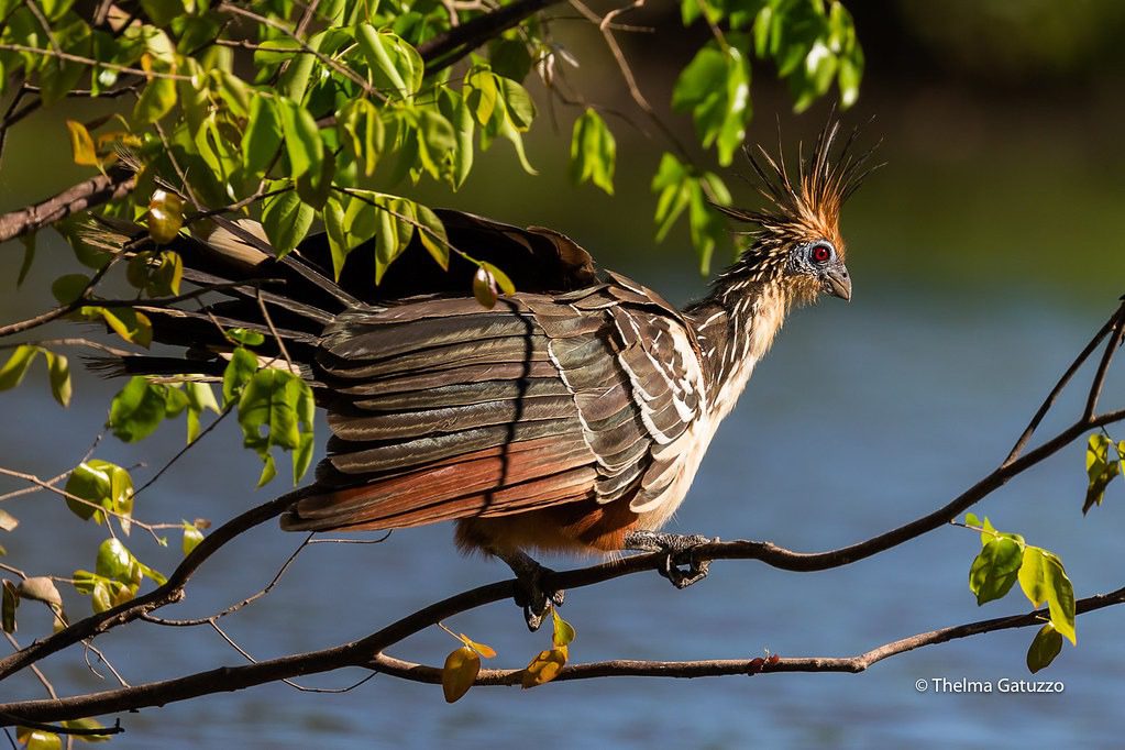 Hoatzin 1 hoatzin birds