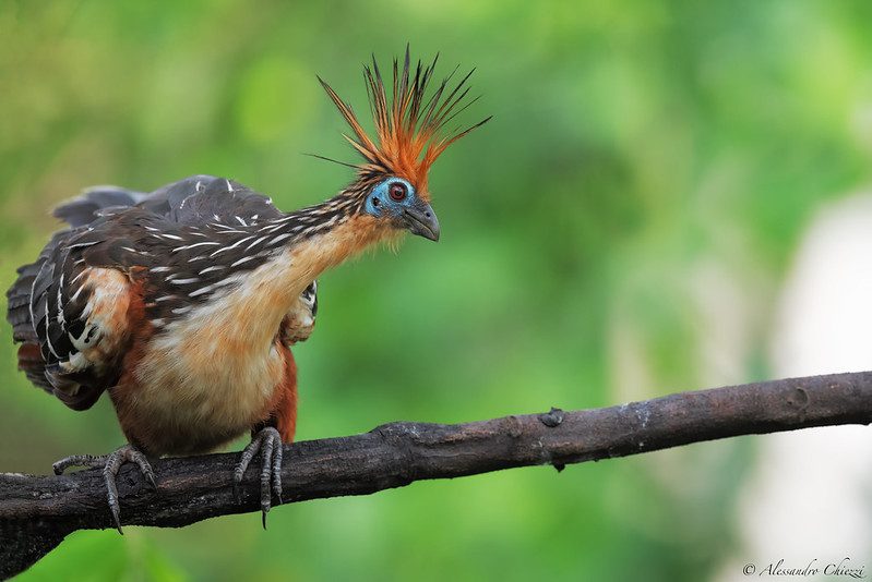 Hoatzin 2 hoatzin claw