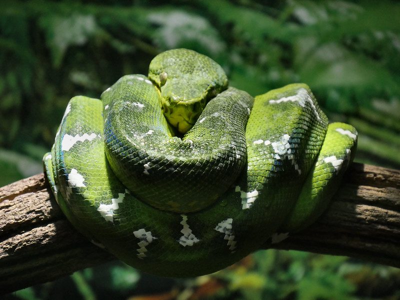 Anaconda Verde: El Titán del Amazonas 1 ¿Cuánto puede crecer una anaconda verde?