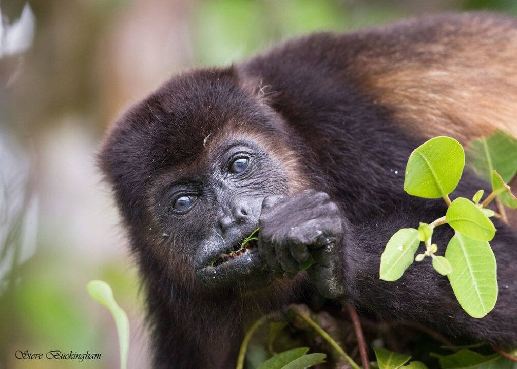 Howler Monkey: The Loudest Land Mammal in the Americas 2 howler monkey howling