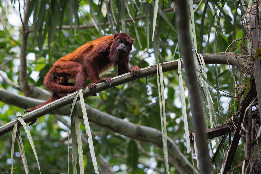Howler Monkey: The Loudest Land Mammal in the Americas 1 howler monkey