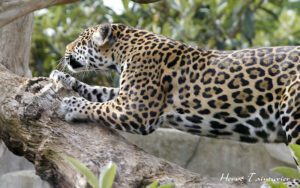 jaguar amazon rainforest