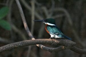 kingfisher