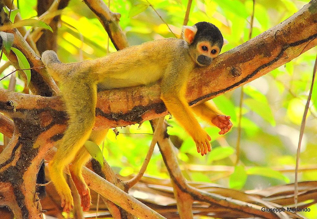 monkey squirrel Amazon