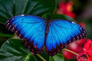 morpho blue butterfly