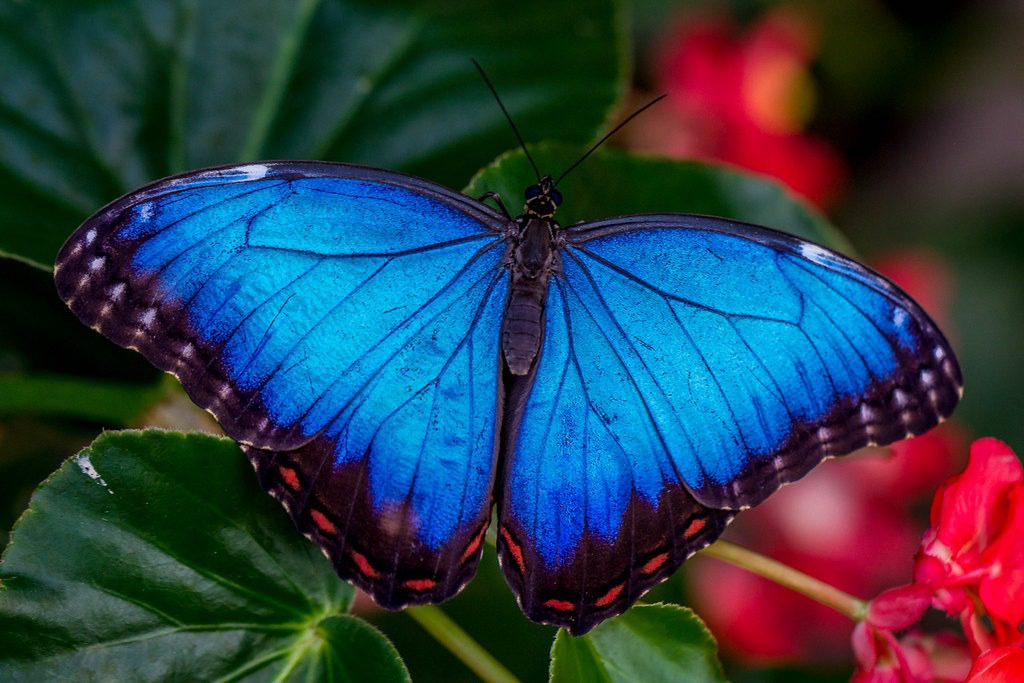 morpho blue butterfly