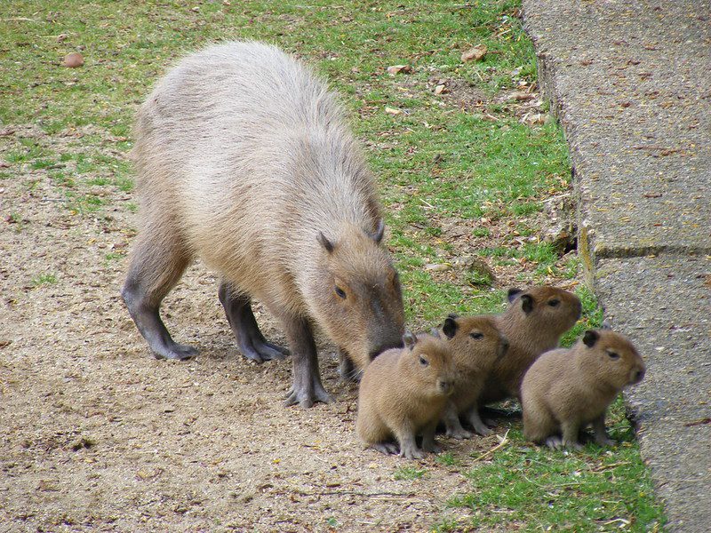 Capybara 3 newborn capybara