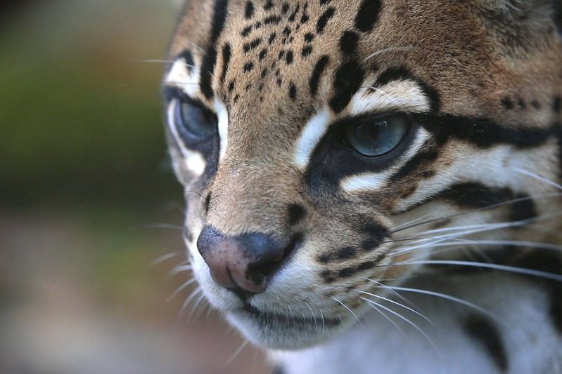 Ocelot: The Elusive Predator of the Tropical Rainforest 1 ocelot amazon