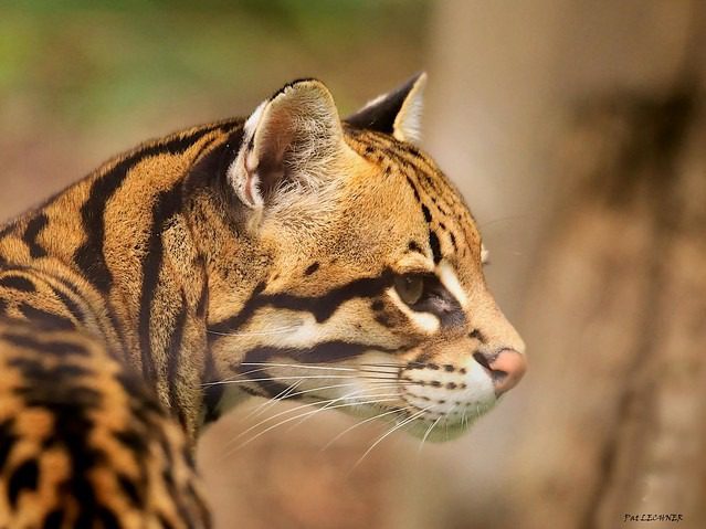 Ocelot: The Elusive Predator of the Tropical Rainforest 2 ocelot