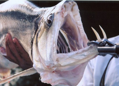 Payara (Pez Vampiro): El Depredador Acuático de la Naturaleza 1 payara