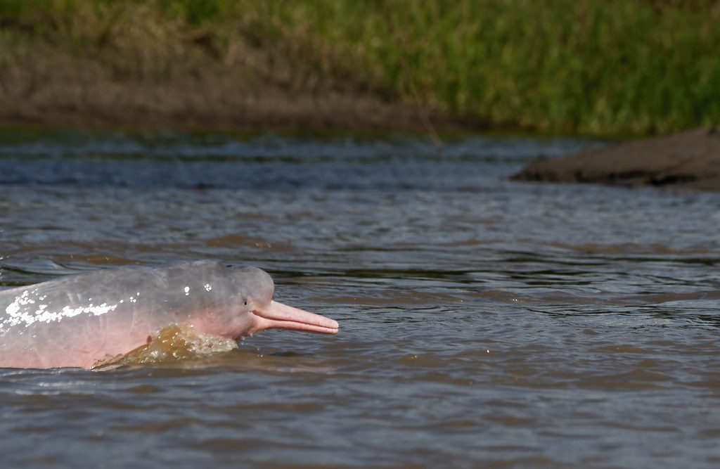 pink dolphins