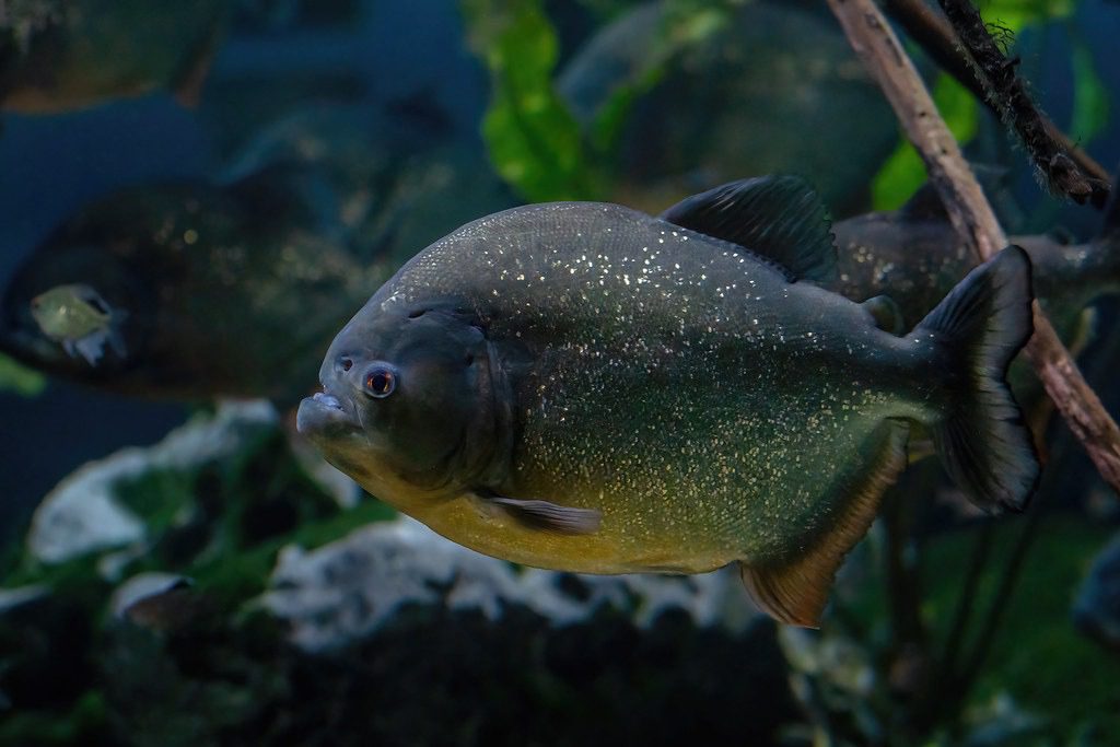 Piranha: The Ferocious Fish of the Forest Rivers 1 piranha the fish