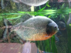 piranhas fish