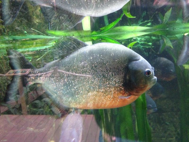 Piranha: The Ferocious Fish of the Forest Rivers 3 piranhas fish