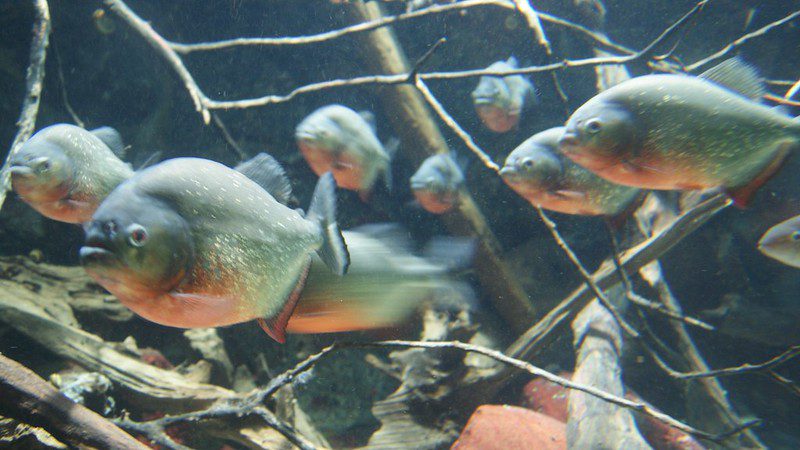 Piranha: The Ferocious Fish of the Forest Rivers 2 piranhas piranhas
