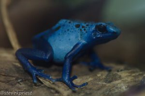 poison dart frog blue
