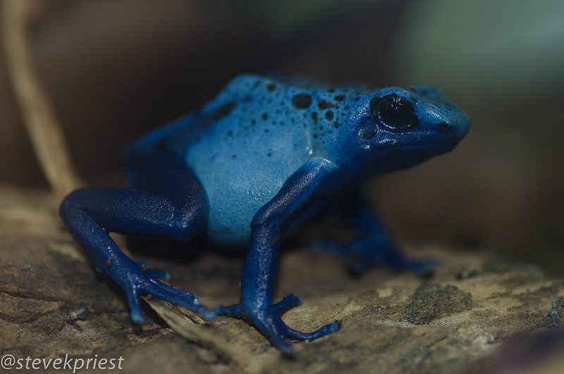 Poison Dart Frog: A Bright Yet Deadly Wonder of the Rainforest 3 poison dart frog blue