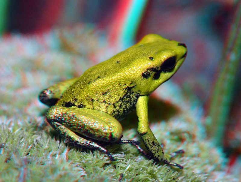 Poison Dart Frog: A Bright Yet Deadly Wonder of the Rainforest 1 poison dart frog golden