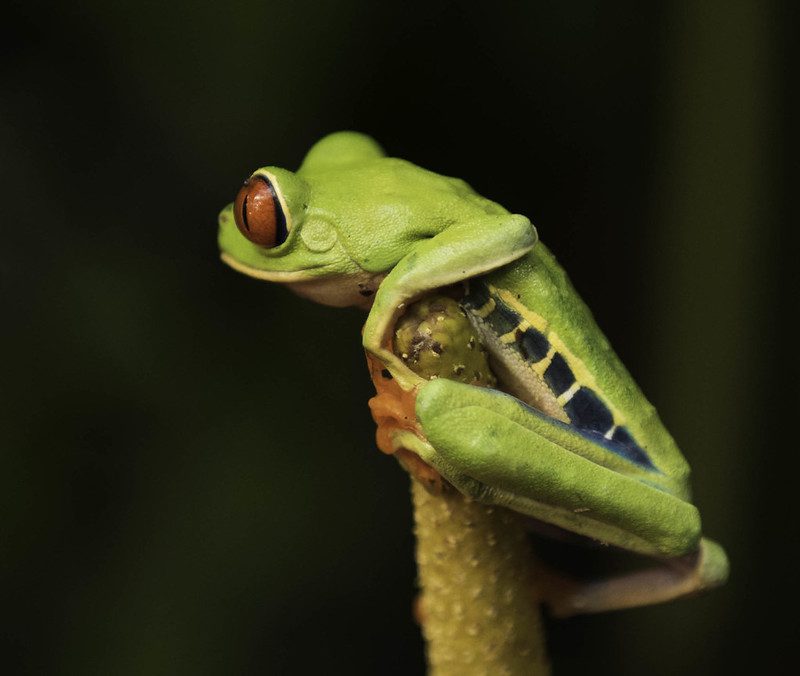 Poison Dart Frog: A Bright Yet Deadly Wonder of the Rainforest 2 poison dart frog